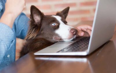Why Reliable Internet Matters for Local Businesses Competing with Big Brands